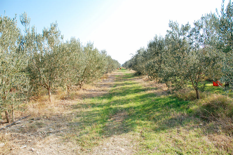 olive village / スパウトパウチオリーブオイル