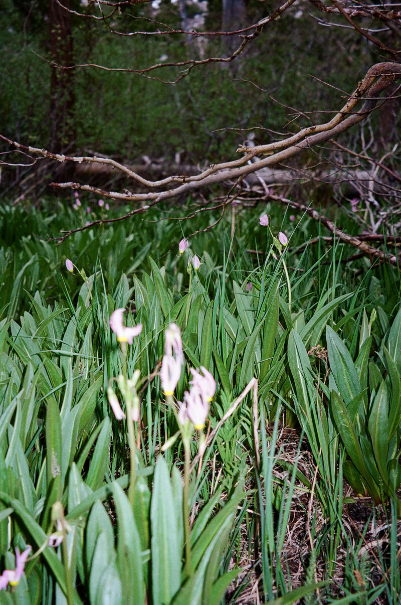 PA'LANTE v2 w joey straps / パランテ  V2 w ジョーイ ストラップ